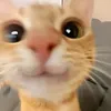 namxinhiu8172