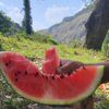 naturalorakzai