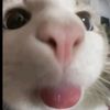 frogg_832