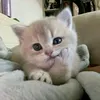 bi_lun_ad