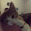 .kotleta_2