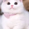 aish26834