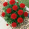 mohamad.daher0