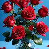 chfarooq236