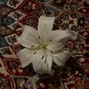 أثر باقٍ