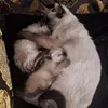 leacat4