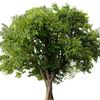 arbol_xdjuan