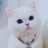 nanou_12._