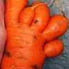 JardinandoSemFronteiras