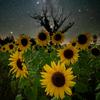 starz.n.sunflowerz