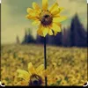 awin_134
