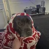 tiktok_mxson