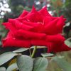yousuf.mirdha04