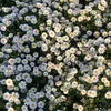 fbou_89