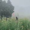 ha_yen68