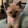 kitty.cat.j5e