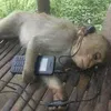 aremonkeysreal