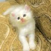 awaiskhan25304