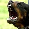 rottweilerbio13