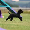 anaagility