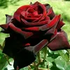 user4093112974018
