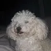 vivi88698