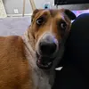 shufoff