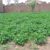 razangwende7