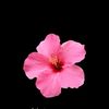 _thalia444