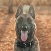 k9crashbuddy