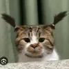 luuphamanhthu1234
