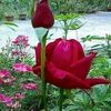 maruf.mithila