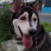 setengahhuskylife