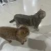 maixingmeii