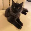 DodoNemoCleo_rescuecats