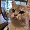 jake.shoyo