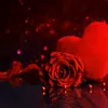 kirmizi_gul_xx