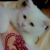 cats_lover.123