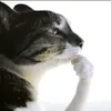 rayusi