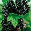 mohamed.mohamed7605