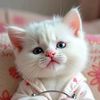 funnycat1330