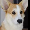 marsel_corgi