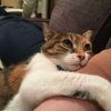 nekosama26