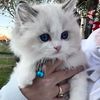 ragdoll_buffalo_topaz