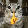 sigmameow20