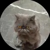 nocciolato2