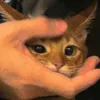 els_xize