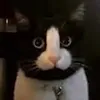 silleythecat