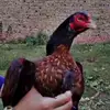 rajpootaseel75