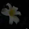 maa.nonxz